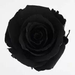 Rose Stabilis�e Standard Noire x 6