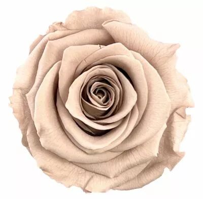 Rose Stabilis�e Standard Noisette ( x 6 )