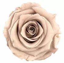 Rose Stabilisée Standard Noisette ( x 6 )