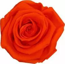 Rose Stabilis&eacute;e Standard Orange x 6