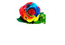 Rose Stabilisée Standard Rainbow ( x 6 )