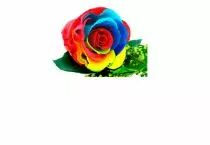 Rose Stabilisée Standard Rainbow ( x 6 )