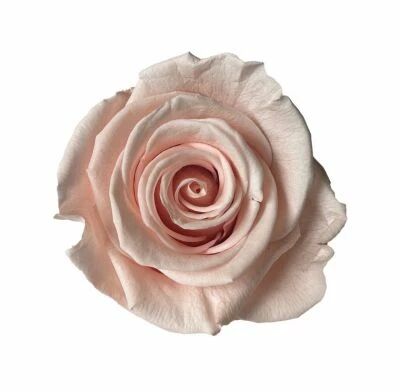 Rose Stabilis�e Standard Rose P�le ( x 6 )