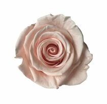 Rose Stabilis&eacute;e Standard Rose P&acirc;le ( x 6 )