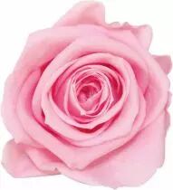 Rose Stabilisée Standard Rose Pastel x 6