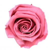 Rose Stabilisée Standard Rose Poudré ( x 6 )