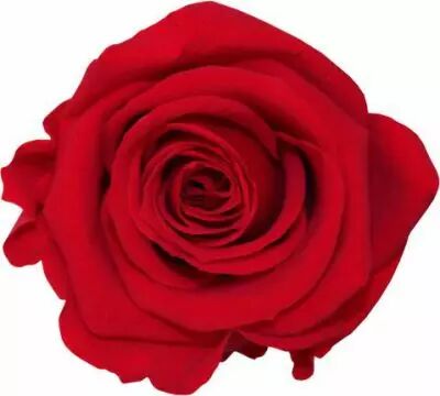 Rose Stabilis�e Standard Rouge x 6