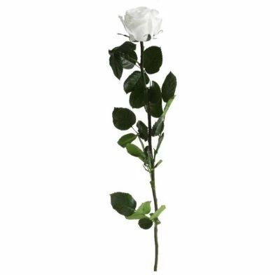Rose Stabilis�e Standard sur Tige 53cm Blanc