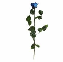 Rose Stabilis&eacute;e Standard sur Tige 53cm Bleu Saphir