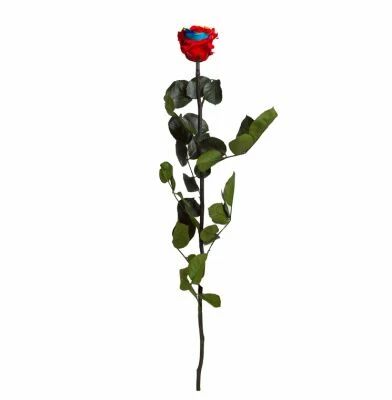 Rose Stabilis�e Standard sur Tige 53cm Rainbow