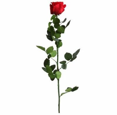Rose Stabilis�e Standard sur Tige 53cm Rouge