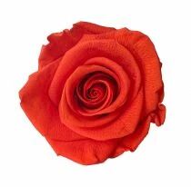 Rose Stabilisée Standard Terracotta ( x 6 )