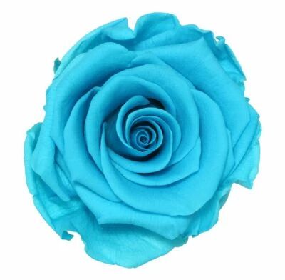 Rose Stabilis�e Standard Turquoise ( x 6 )