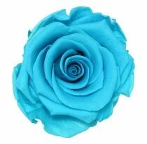Rose Stabilisée Standard Turquoise ( x 6 )