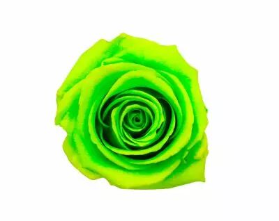 Rose Stabilis�e Standard Vert Anis ( x 6 )