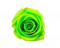 Rose Stabilisée Standard Vert Anis ( x 6 )