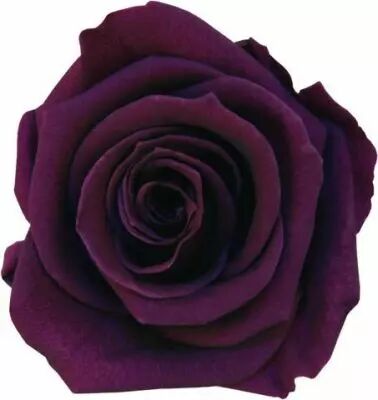 Rose Stabilis�e Standard Violet x 6