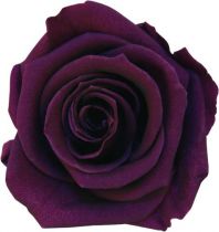 Rose Stabilisée Standard Violet x 6