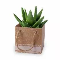 Sac Carton Kirsten 10x10x10 Vert ( x 10 )