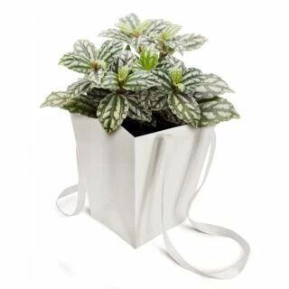 Sac Papier El�gant 16,5x16,5x18 Blanc ( x 10 )