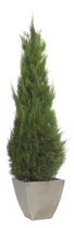 Stardust conifer 1,4-1,6 m