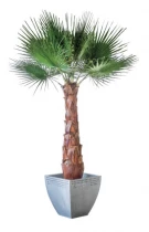 Washingtonia palm tree kit 1,4 m